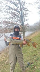 Northern Pike
