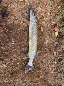 Northern Pike