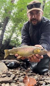 Brown Trout