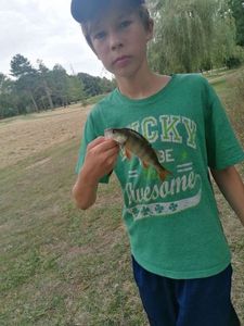 European Perch