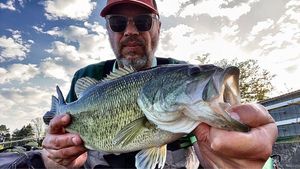 Largemouth Bass