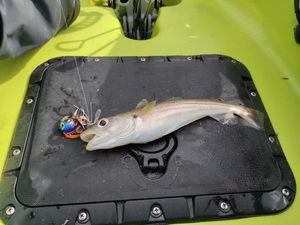 Whiting