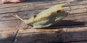 Poisson vache a longue corne