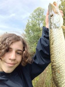 Northern Pike