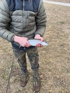 Rainbow Trout