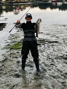 European Bass (Seabass)