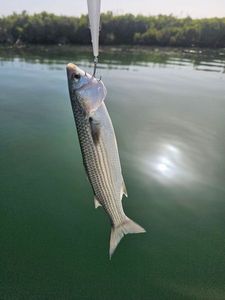 Thicklip Grey Mullet