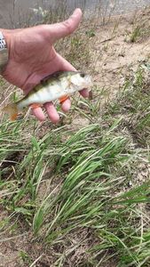 European Perch