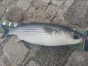 Thicklip Grey Mullet