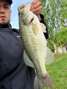 Largemouth Bass