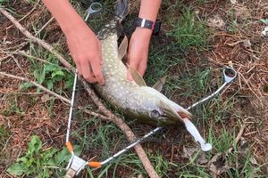 Northern Pike