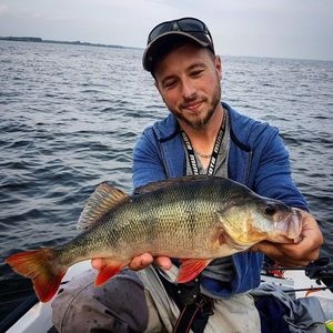 Zander
