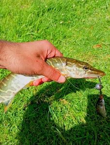 Northern Pike