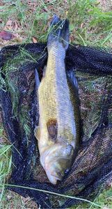 Largemouth Bass