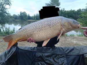 Common Carp