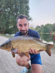 Common Carp