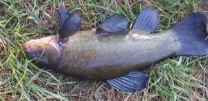 Tench