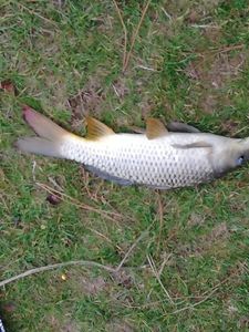 Common Carp