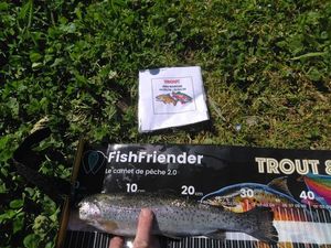 Rainbow Trout