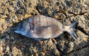 White Seabream