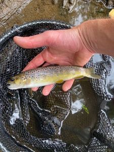 Brown Trout