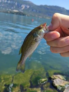 Largemouth Bass
