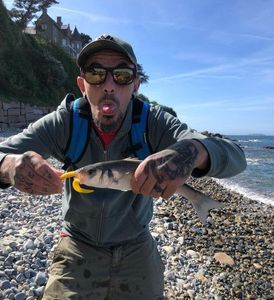 European Bass (Seabass)