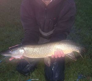 Northern Pike