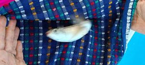 Atlantic Horse Mackerel