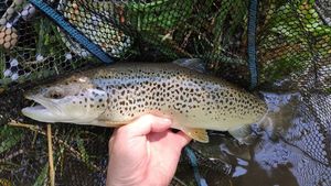 Brown Trout