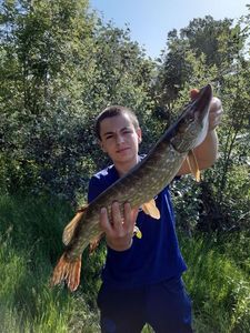 Northern Pike