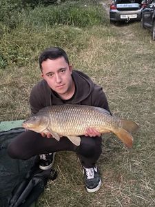 Common Carp