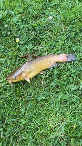 Black Bullhead