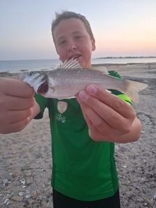 European Bass (Seabass)