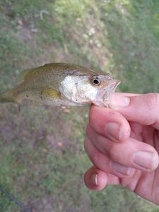 Smallmouth Bass