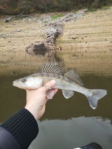 Zander