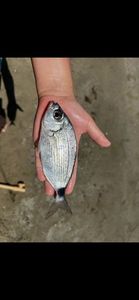 Saddled Seabream