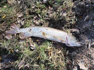 Northern Pike