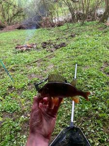Yellow Perch