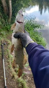 Northern Pike