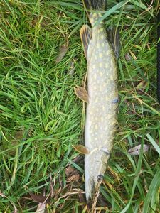 Northern Pike