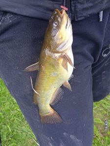 Black Bullhead