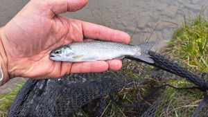 Rainbow Trout