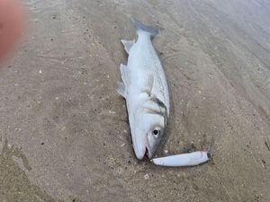 European Bass (Seabass)