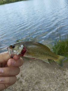 Largemouth Bass