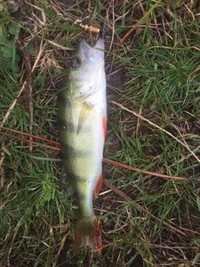 European Perch