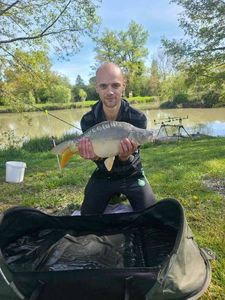 Mirror Carp
