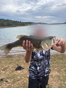 Largemouth Bass