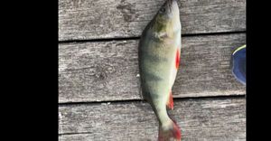 European Perch
