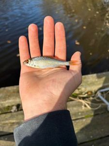Roach